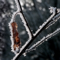 Pflanze Winter PICT3847 Kopie_Bildgröße ändern